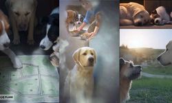 Kaçış planı yaptılar, sonunda bakın ne oldu? Pati Evi’nden kaçan köpeklerin hikayesi izleyenleri gülümsetti