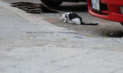Kedi tırmalamasıyla da kuduz bulaşabilir! Uzman isim uyardı: Her kedi kuduz değil ama bu belirtiye dikkat