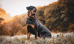Köpeği olanlar dikkat! Avukat uyardı: Köpek silah sayılabilir