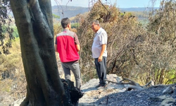 Muğla’da yangınların ardından hasar tespit seferberliği!