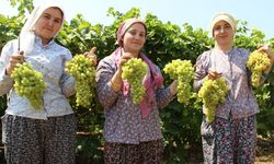 Sultani üzüm için geri sayım başladı! İşte kesim tarihi