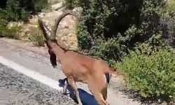 Yola inen dağ keçisi sürücülere şaşkınlık yaşattı! O anlar kamerada