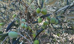 Ayvalık’ta zeytin sezonu için dikkat çeken tahmin! Hasat 20 gün öne çekilebilir