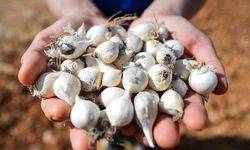 Aroma ve yapısıyla klasik sarımsaktan ayrılıyor: Bu sarımsak türünü hiç denemiş miydiniz? Dişleri farkını ortaya koyuyor