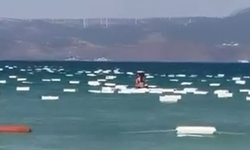 İzmir'in o sahilinde korkutan görüntü! Yüzlercesi kıyıya vurdu
