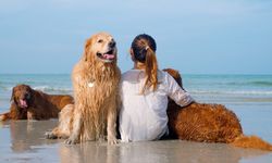 Köpeğiniz üzgün ya da mutlu olduğunu böyle anlıyormuş! Onların bu yeteneklerini çok az kişi biliyor!