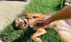 Köpekler neden göbeklerini açar? Her zaman sevgi anlamına gelmiyor: Meğer bu davranışın birden fazla anlamı varmış