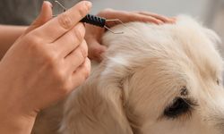 Köpeklerde kıtık oluşmaması için ne yapılır? Tüylerin düğümlenmesini önleyen bakım önerileri