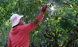 Bodrum’da yeşil mandalina hasadı sürüyor: Yeni pazarlar aranıyor