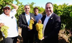 Manisa’da hasat zamanı! Bağbozumu Şenlikleri üzüm bağlarında başladı