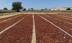 İzmir-İstanbul yolunda dikkat çeken görüntü! Üzümler güneş altında renk değiştiriyor