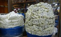 40 kilo toprağa gömülüyor, 30 kilo çıkıyor! Kilosu 800 liraya kadar çıkıyor