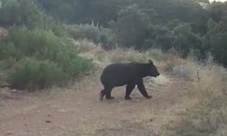 Ormanda yiyecek arayan ayı fotokapanla görüntülendi