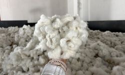 Beyaz altında yeni sezon başladı! 2026'nın ilk pamuğu kaç TL'den alındı?