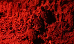 Sağtur Plajı’nda Caretta caretta hareketliliği! 60 yavru denize bırakıldı