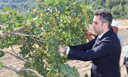 “Yeşil Altın” için hasat vakti! Selendi’de üreticilerin yüzü gülüyor