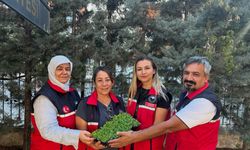 Seracılara büyük destek: 300 bin marul fidesi dağıtıldı