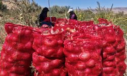 Kilosu yaklaşık 30 lira! Kılıçlar soğanında hasat zamanı