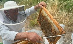 75 yaşında hala arıların başında! 50 yıllık emeği Avrupa'ya ulaşıyor