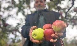 Çorak araziyi meyve bahçesine dönüştürdü, aynı ağaçta hem kırmızı hem yeşil elma yetiştirdi!