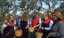 Ayvalık’ta zeytin hasadı dualarla başladı! İlk zeytinler toplandı, ilk yağ tadıldı