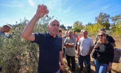Buca’da zeytin üreticilerine sertifikalı budama eğitimi verildi