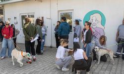 Ege Üniversitesi'nden alınan 83 köpek yeni yuvalarına kavuşuyor