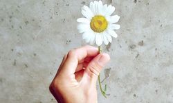 Hediye helen çiçekleri atmayın! Evde uygulayabileceğiniz kurutma yöntemleriyle yıllarca saklayın