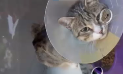 İzmir’de öğrencilerden örnek dayanışma! Yaralı kedi için el ele verip harçlıklarını biriktirdiler
