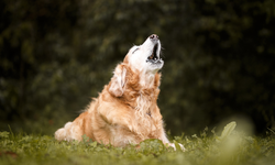Yıllardır yanlış biliyorsunuz! Köpeğiniz gece uzun uzun uluyorsa nedeni sandığınız şey olmayabilir