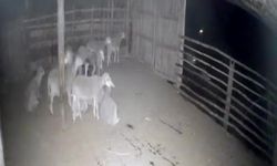 Kurtla koyun yan yana! O anlar kameraya yansıdı