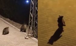 Yerleşim yerine inen ayılar kamerada! Anne ayı yavrularıyla çöp karıştırdı
