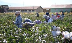 Yerli pamuk için hasat başladı! Hedef daha yüksek verim