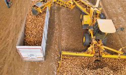 Şeker pancarı hasadı başladı! Dekara 10 ton verim alındı