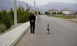 Sürüden dışlanan kazın yeni ailesi oldu: İsmail dedesinin peşinden ayrılmıyor