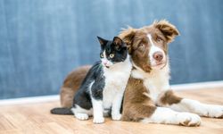 Veteriner faturaları bütçenizi sarsmasın! Evcil hayvan sigortası nasıl yapılır, kimler yararlanabilir?