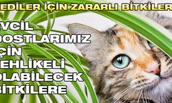 Kediler için zararlı bitkiler: Evcil dostlarımız için tehlikeli olabilecek bitkilere dikkat!