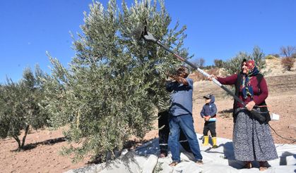 Gaziantep’te zeytin hasadı