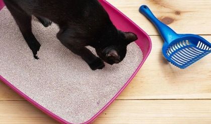 Ne kadar temizleseniz de gitmiyor mu? Kedi tuvaletinin kokmasını önlemenin basit yolunu veterinerler açıkladı
