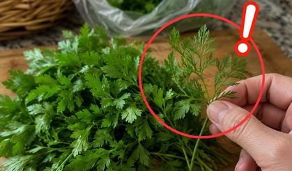 Pazardan alıp sofraya taşımayın! Yeşilliklerin arasında fark etmeden aldığınız zararlı ot: Meğer o maydanoz değilmiş
