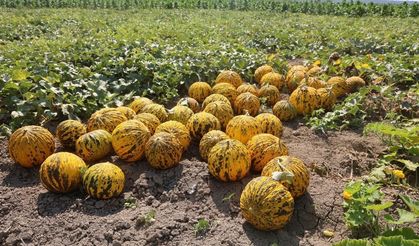 Kavurucu sıcakta hasat mesaisi başladı: Tarlada 10 TL, manavda 30-40 TL!