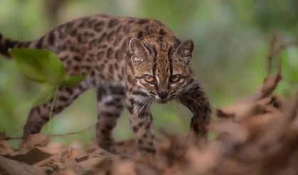 Yeni bir kedi türü keşfedildi! Daha önce başka türlerle karıştırılıyordu: Bilim dünyası doğruladı