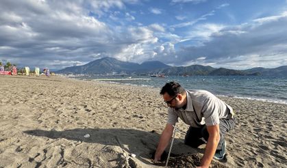 Yıllardır görülmüyordu! Caretta carettalar Fethiye sahillerine geri dönüyor