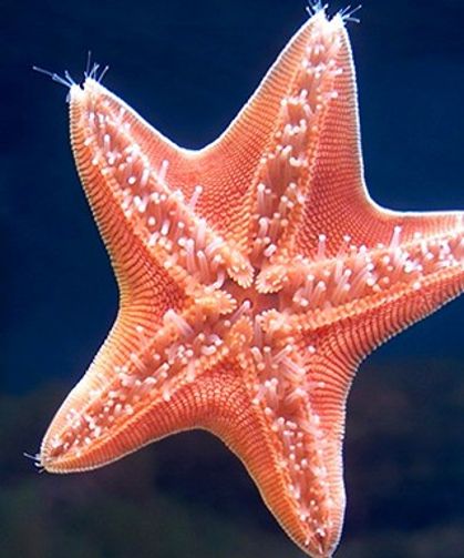 SüngerBob’un Patrick’i gerçek oldu: Deniz yıldızı sosyal medyayı salladı