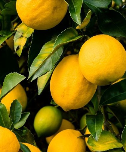 Limonları böyle saklayanlar büyük hata yapıyor! Küflenmeyi günlerce geciktiren yöntem buymuş