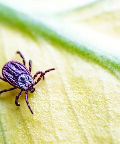 Kene vücuda yapışırsa ne yapılmalı? Uzmanı anlattı