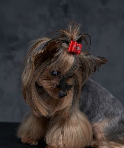 Sevimlilik sanıyorduk köpeklerin baş eğmesinin asıl nedeni bambaşkaymış! Köpeğiniz sizi dinlerken aslında ne yapıyor?
