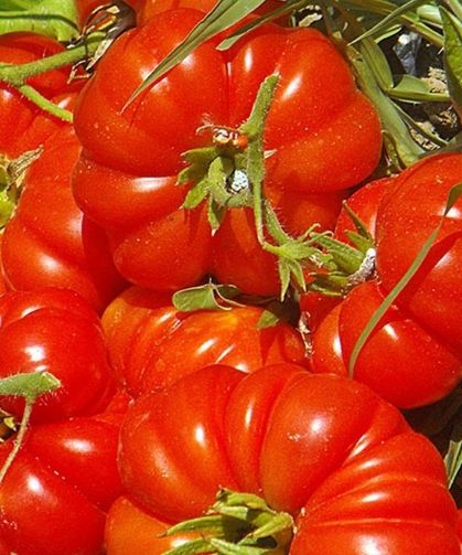 Domates neden kumlu olur? Meğer domatesin lezzetini bozan hata buymuş!