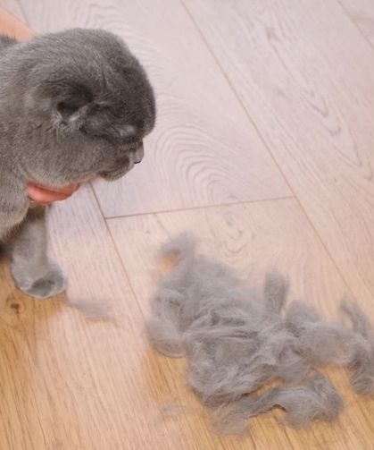 Evinde kedi besleyen milyonları ilgilendiriyor! Yıllardır doğru sanılıyordu: Bilimsel gerçek ortaya koydu