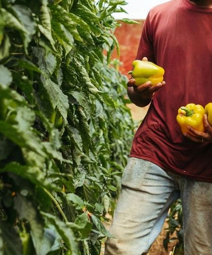 Kışın dolma yapmak isteyenler dikkat! Dolmalık biberi buzlukta böyle saklayın, aylarca taptaze kalsın